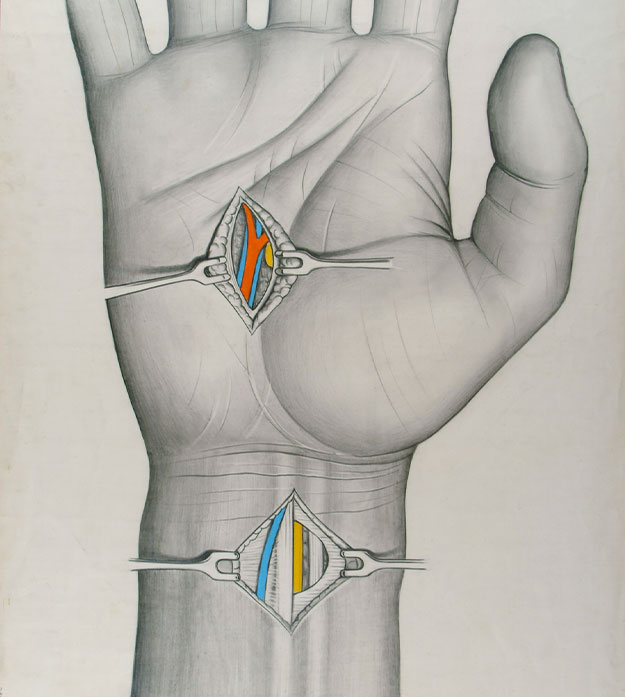 Anatomical drawing of a hand and wrist palm up.